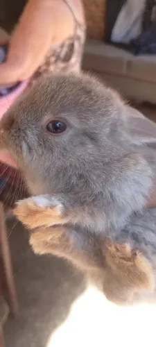 Vendo coelhinhos