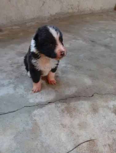 Filhote de border collie fêmea 