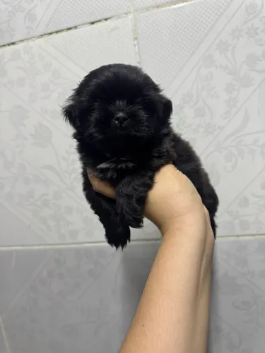 Shih tzu macho black