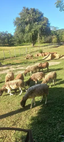18,50 o kg vivo