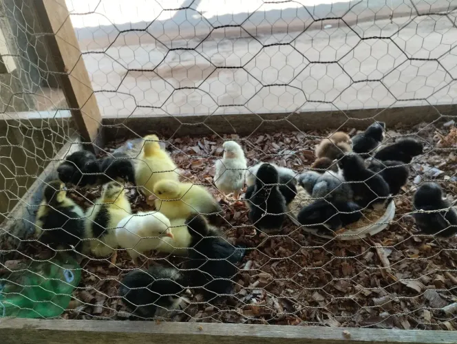 Patinhos e pintinhos caipiras