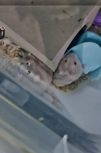 Hamster Anão Russo