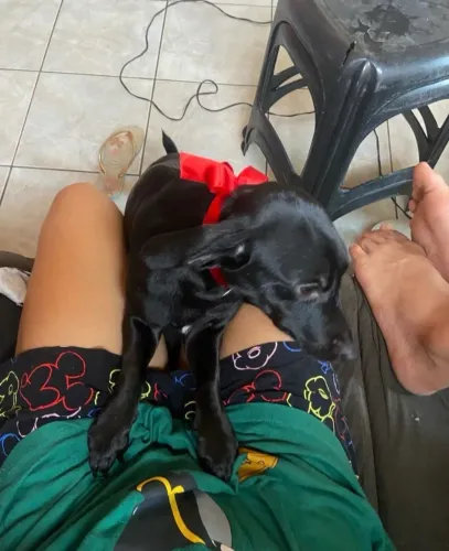 Doação responsável- cão salsicha