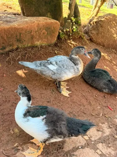 patos