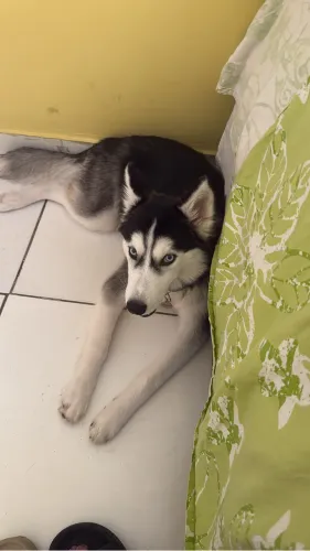 Vendo Husky filhote vermifugado vacinado