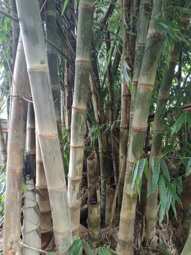 Bambu in natura