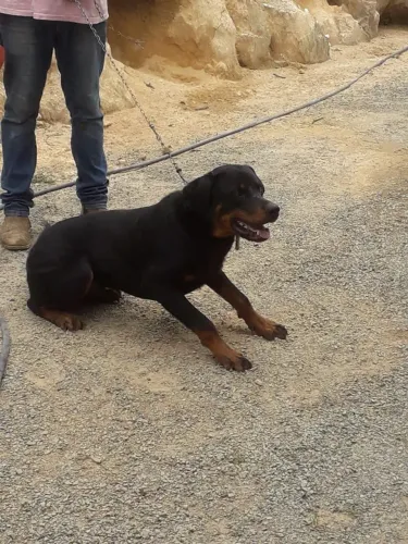 Doação cachorro rottweiler