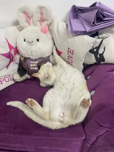 Gato adulto macho - Doação responsável 