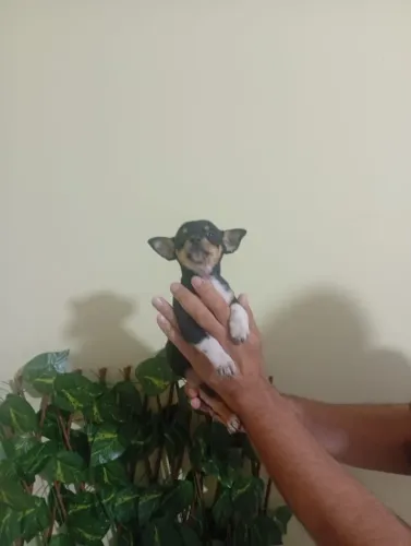 Pinscher Macho de Porte Mini