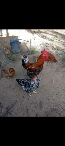 Vendo Casal de Frango GSB