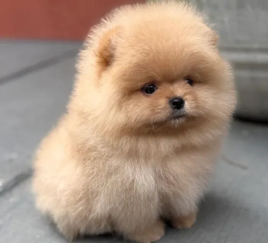 Spitz alemão uma das raça mais fofa que existe