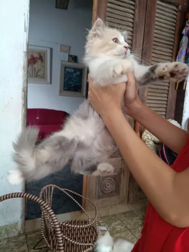 Uma gatinha persa