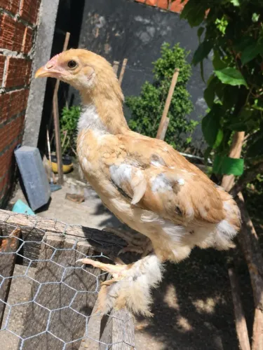 Casal de pintos Brahma Lemon galinha Brahma