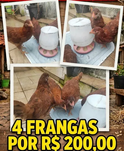 Frangas Embrapa 51