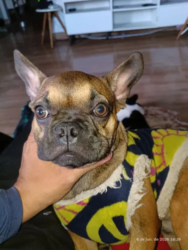 Bulldog francês 