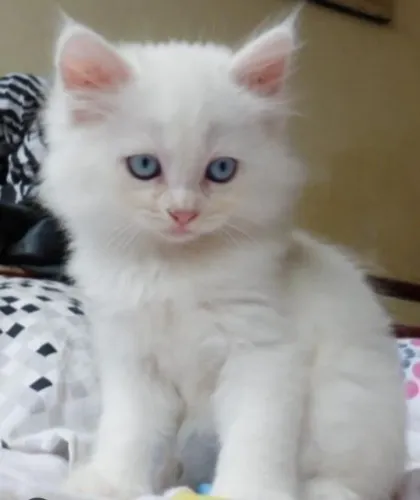 Gatinho angora branco