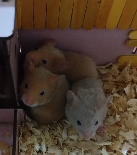 Hamister sírio filhotes 