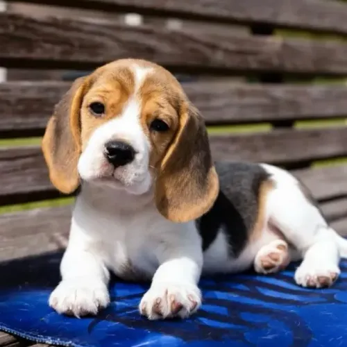 Filhotes de Beagle | Patinhas aventureiras.