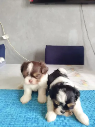 Filhotes de Shitzu 