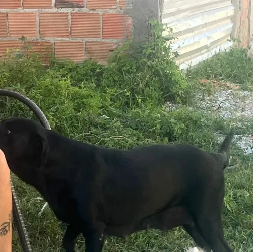 para doar cadela