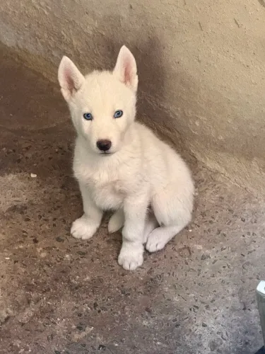 Husky Siberiano