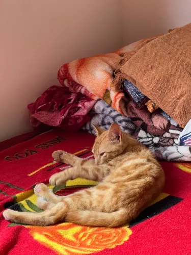 Doação de gato filhote