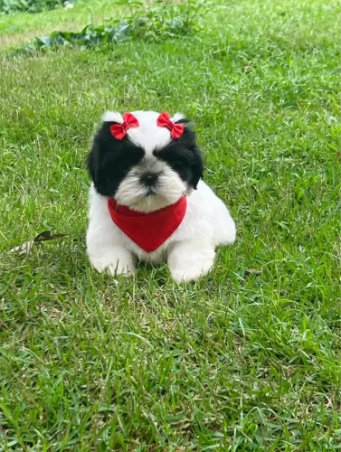 Filhote Shihtzu fêmea - Vacinada e Vermifugada - Cartão até 12x