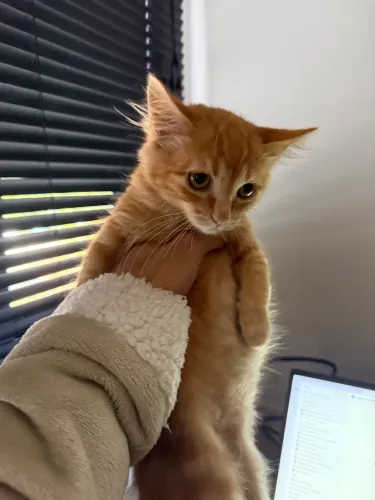 Doa-se gato tico 