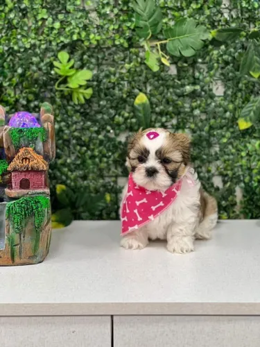 Shih Tzu
