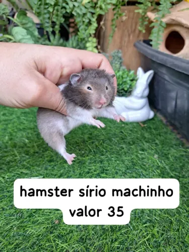 Hamster anão russo e sírio apartir de 30 reais