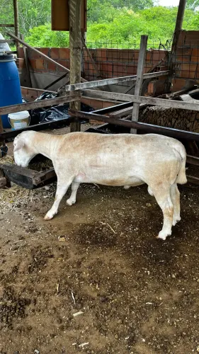 Carneiro white Dorper puro