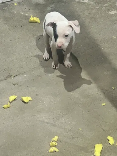 Filhotes de pitbul puro
