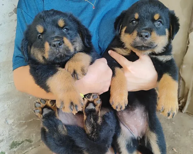 Filhotes de rottweiler, cabeça de touro legítimos.