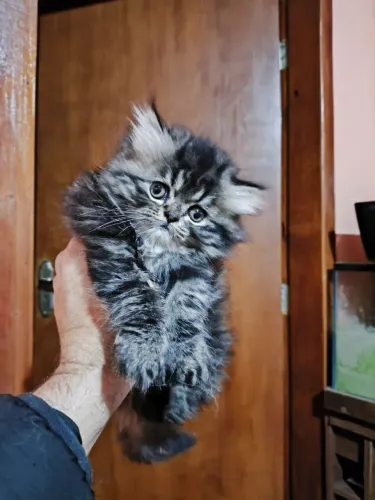 Lindos Filhotes de Gato Persa - Reserve o Seu Novo Amiguinho! ? *Preço a negociar*