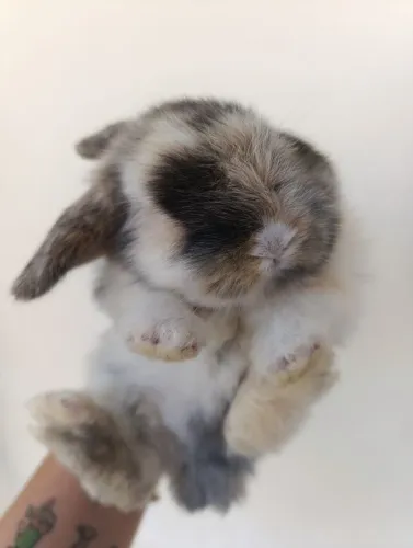 Filhote de Coelho Mini Lop Uruguaio 