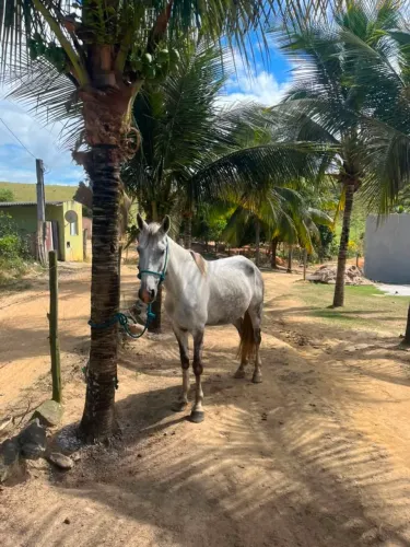 Manga larga sem registro animal top Cavalo