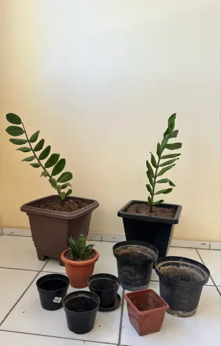Desapego | Lote de plantas + vasos