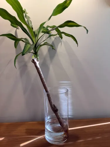 Vaso alto de vidro grosso