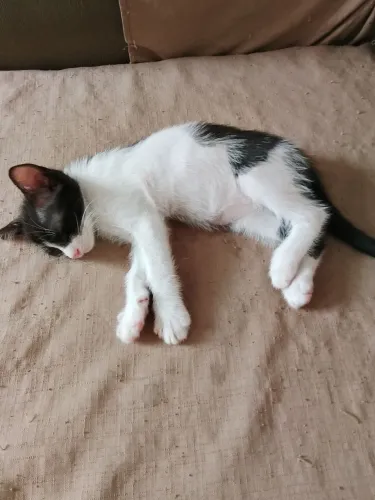 Gata para adoção responsável