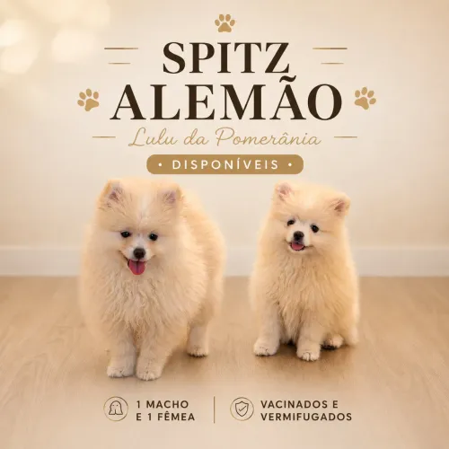 Filhotes Spitz Alemão | Lulu da Pomerânia - Macho e Fêmea