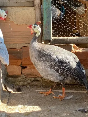 Galinhas da Angola gigante 