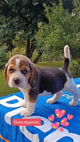 Fascinantes filhotes de Beagle