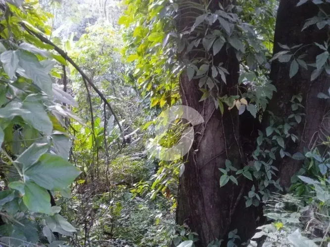 Terreno à venda, 735 m² por R$ 300.000,00 - Engenho do Mato - Niterói/RJ