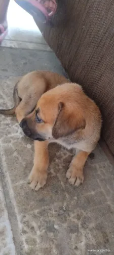 Doação de Filhote fêmea