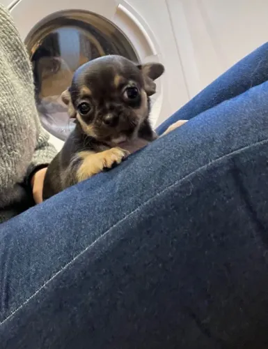 Filhotes de Chihuahua pequenos e muito carinhosos! Fale comigo no WhatsApp agora.