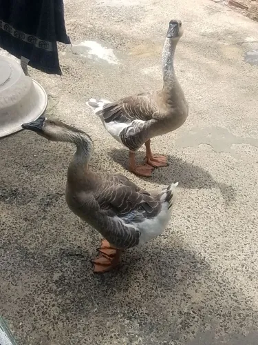 Lindo casal de ganso pardo sinaleiro
