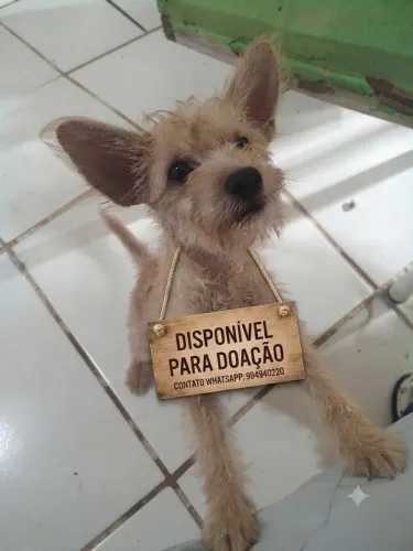 Cachorro 