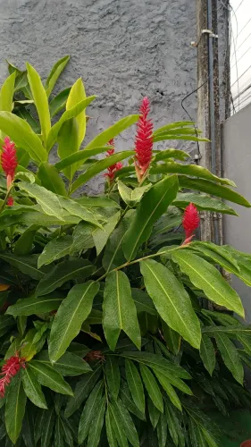 Flores naturais
