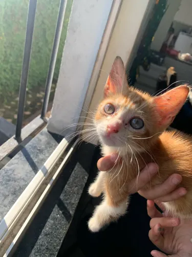 Gatinho adoção responsável 