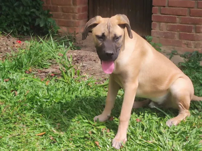 Cane Corso macho pronto pra guarda com pedigree